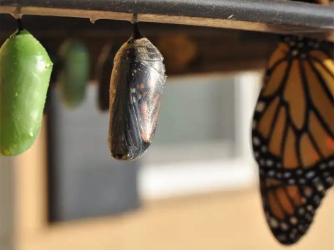 Accelerated growth - PicaSix